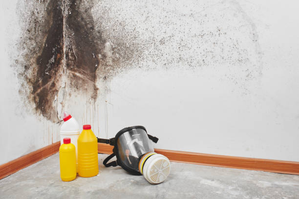 Best Certified Mold Removal  in Henderson, LA