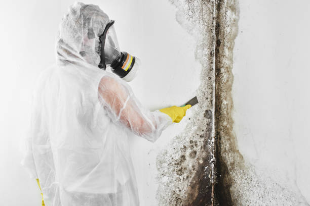 Best Crawl Space Mold Removal  in Henderson, LA