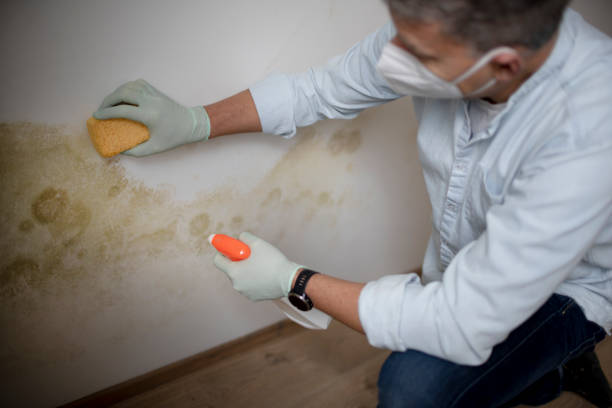 Best Mold Inspection  in Henderson, LA