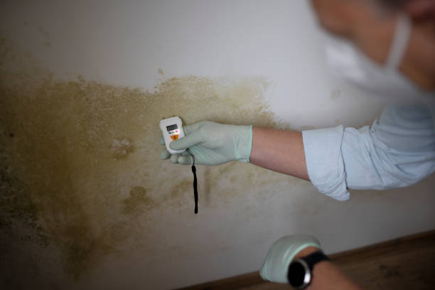 Trusted Henderson, LA Mold Removal Experts