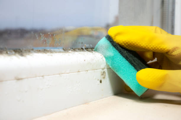 Best Black Mold Removal  in Henderson, LA