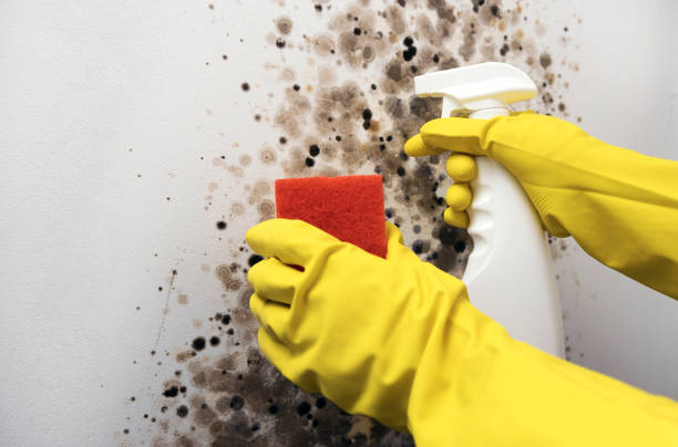 Best Attic Mold Removal  in Henderson, LA