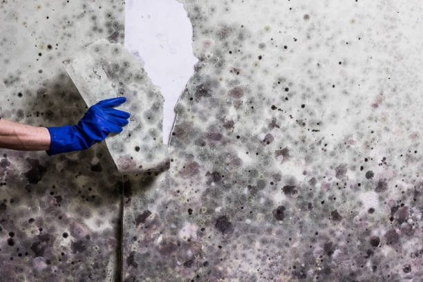 Best Fast Mold Removal  in Henderson, LA