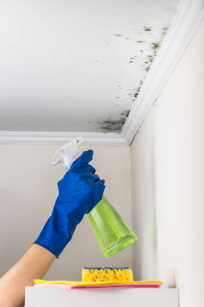Best Emergency Mold Removal  in Henderson, LA