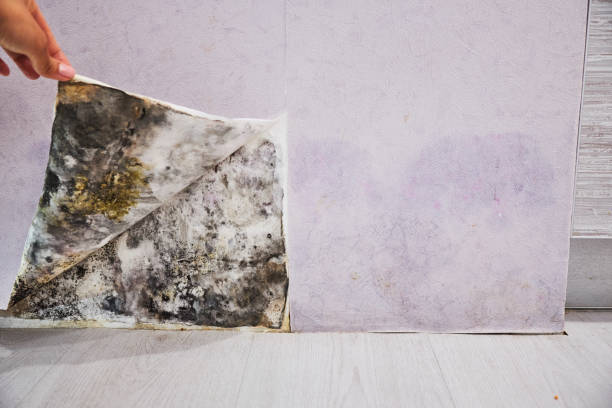 Best Attic Mold Removal  in Henderson, LA